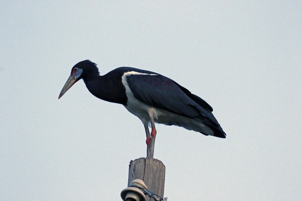 Abdim's Stork - ML608863003