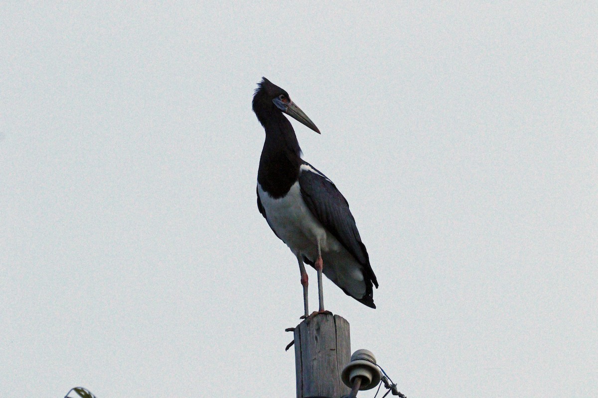 Abdim's Stork - ML608863005