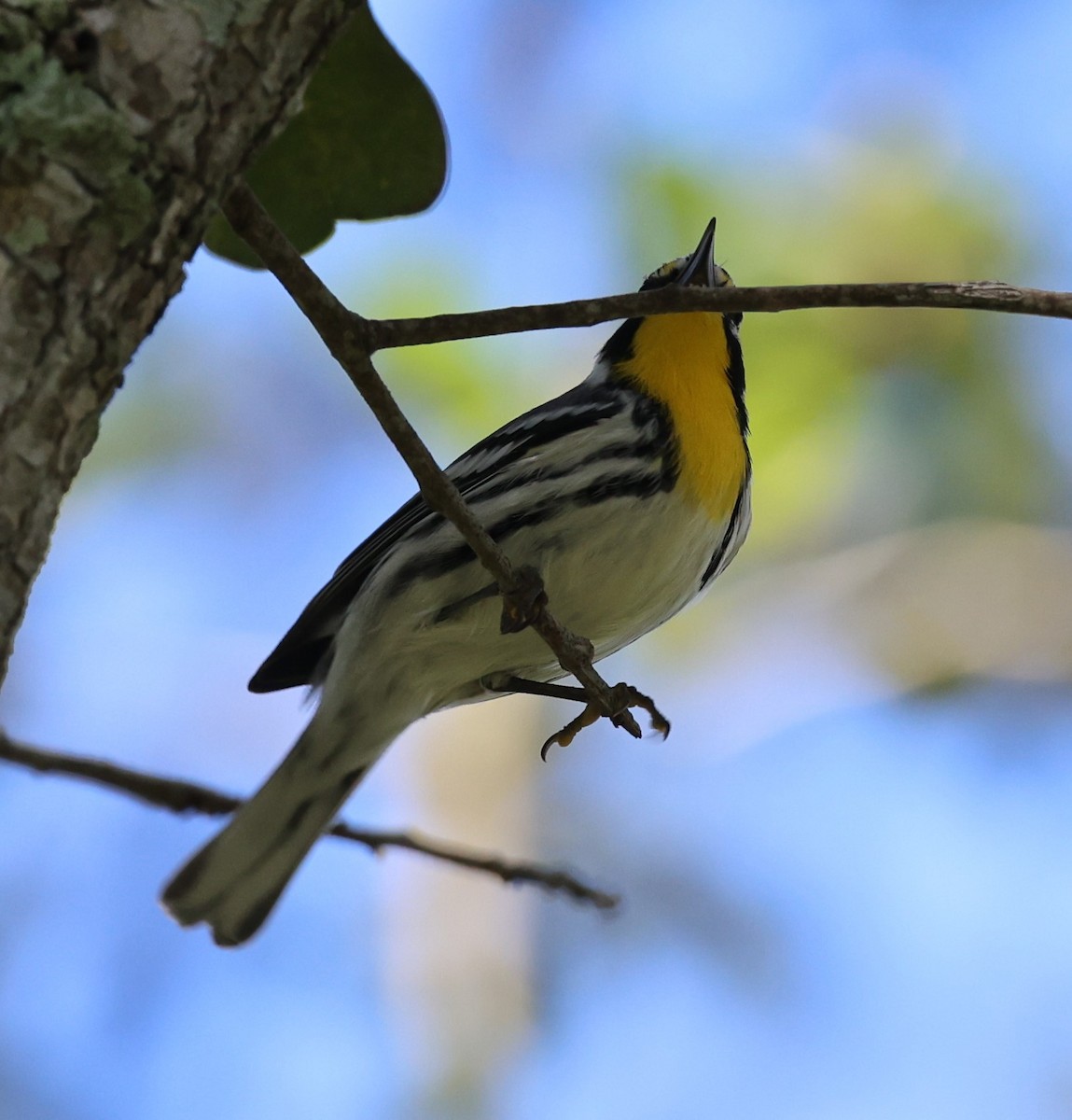 Yellow-throated Warbler - Gregory Hamlin