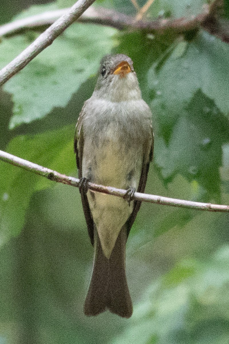 Eastern Wood-Pewee - ML608863031