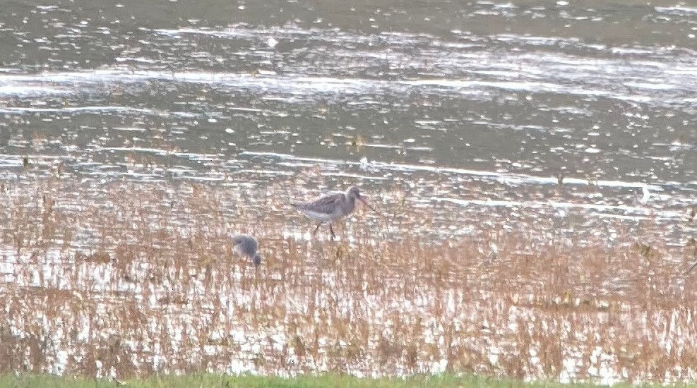 Bar-tailed Godwit - ML608863058