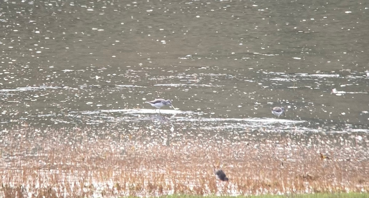 Common Greenshank - ML608863064