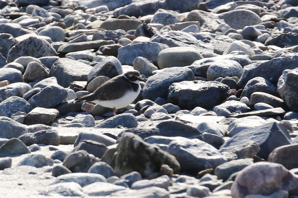 Semipalmated Plover - ML608863080