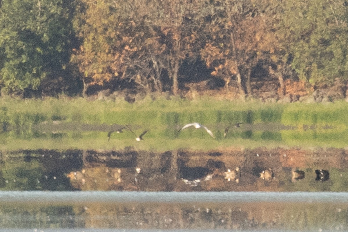 Parasitic Jaeger - ML608863088