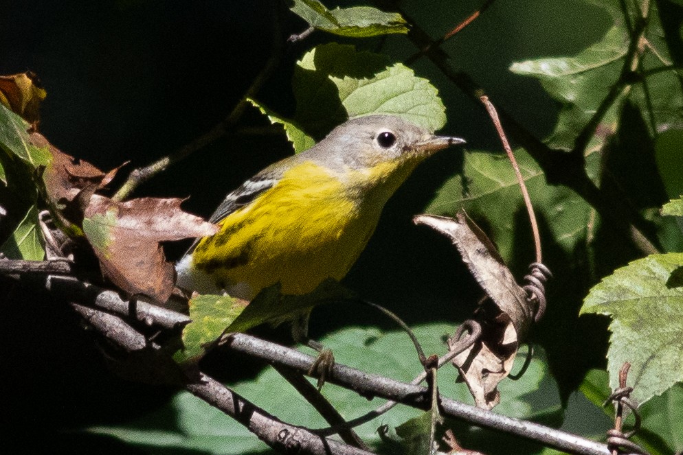 Magnolia Warbler - ML608863201