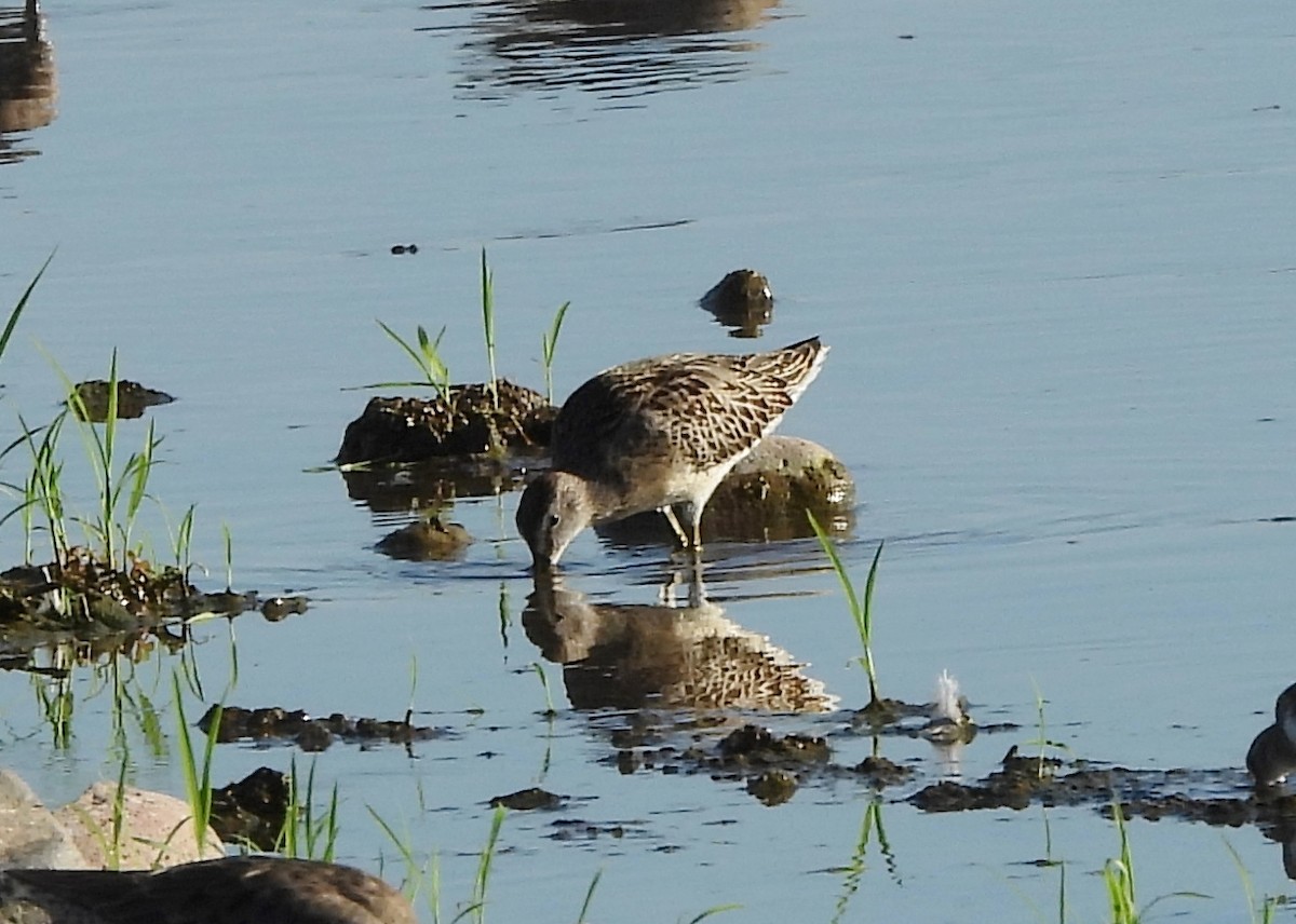 Short-billed Dowitcher - ML608863229