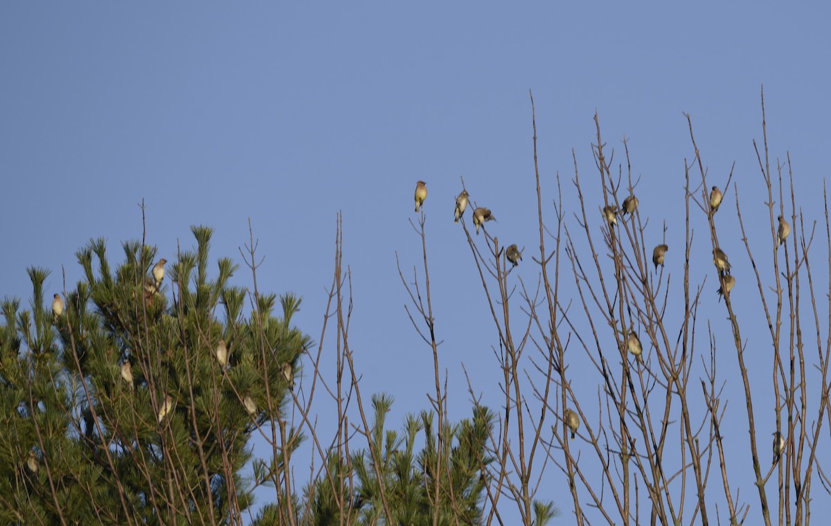 Cedar Waxwing - Mike Ellery