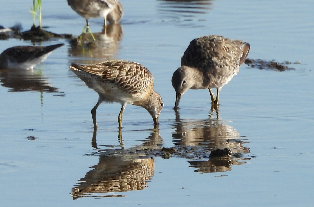 Short-billed Dowitcher - ML608863241