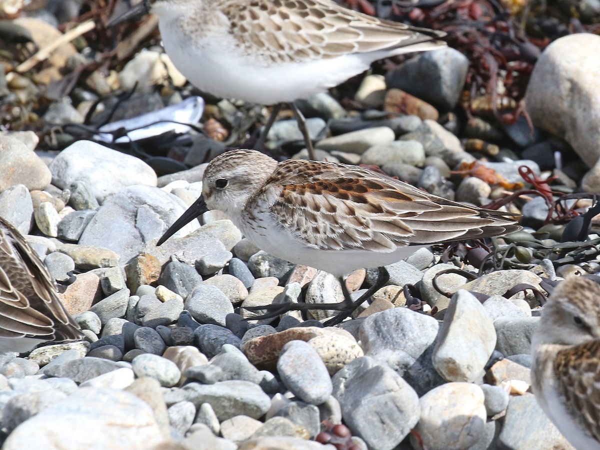 Western Sandpiper - Stephen Mirick