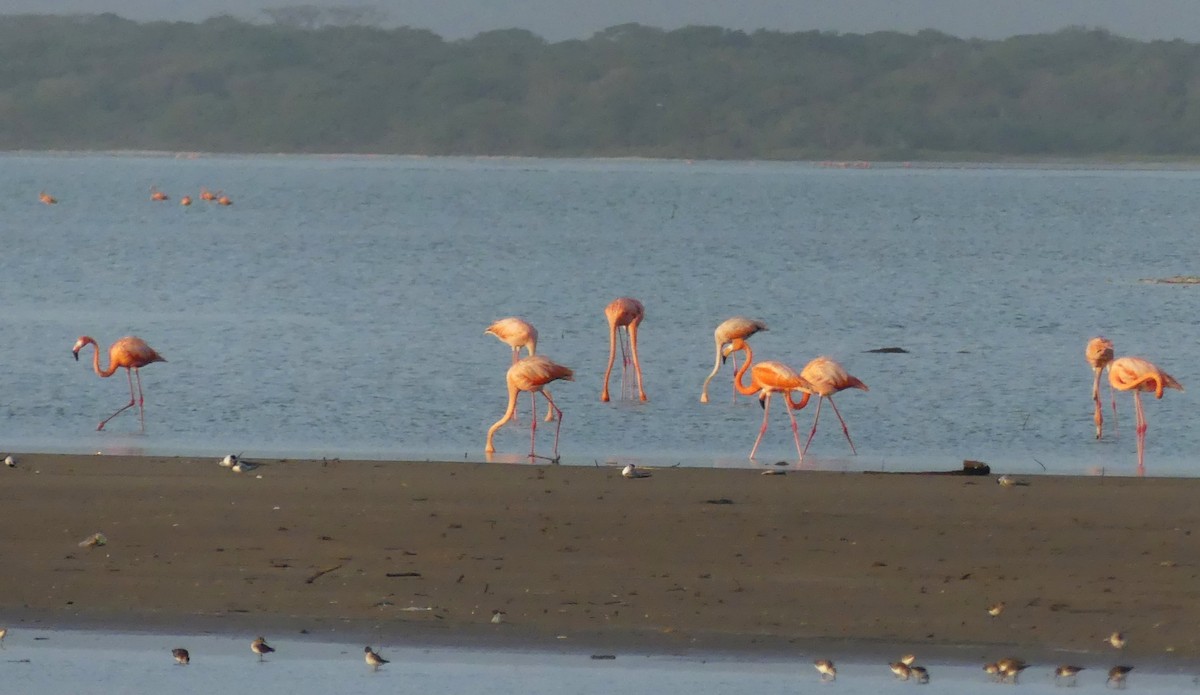 American Flamingo - ML608863334