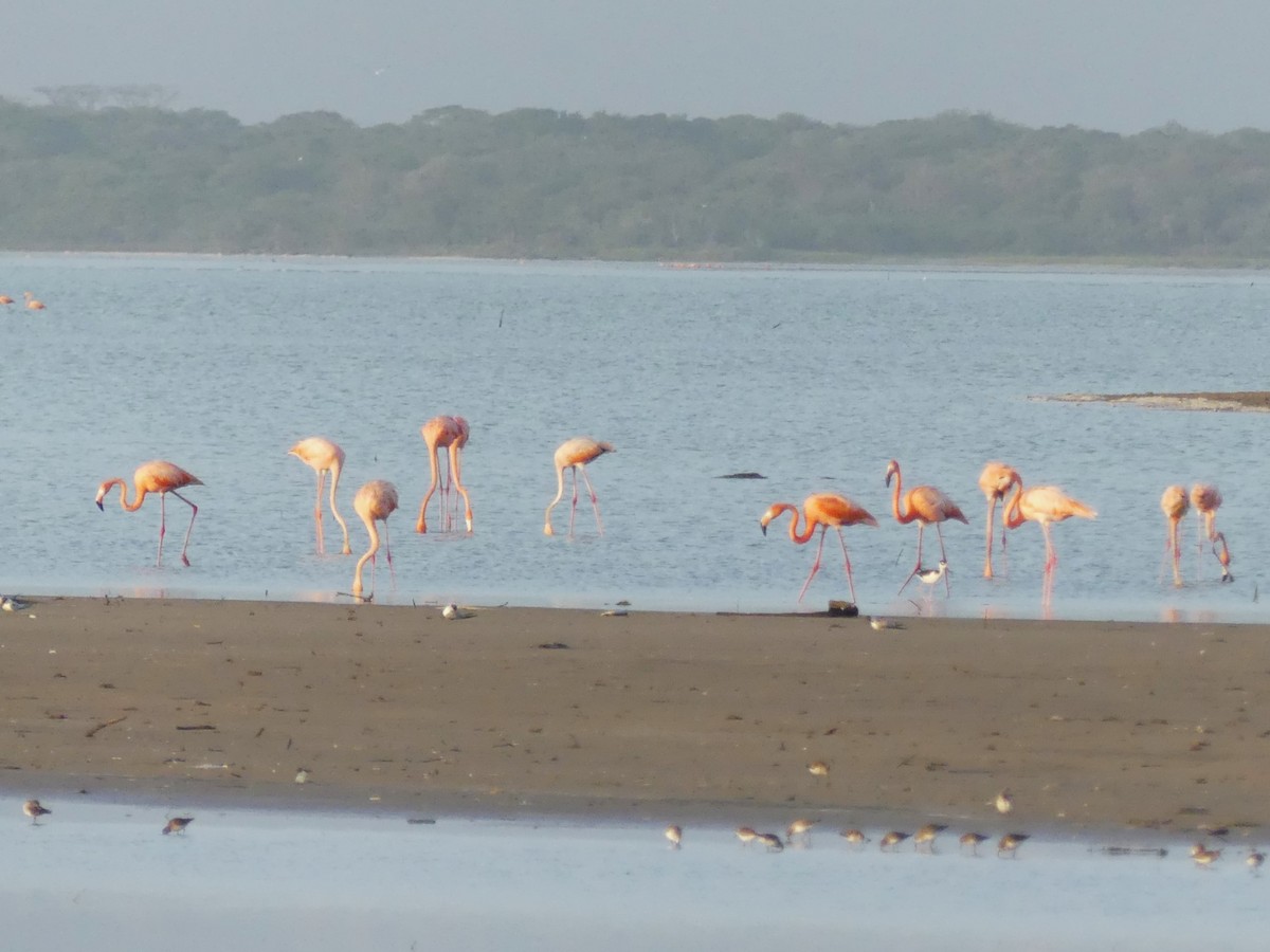 American Flamingo - ML608863335