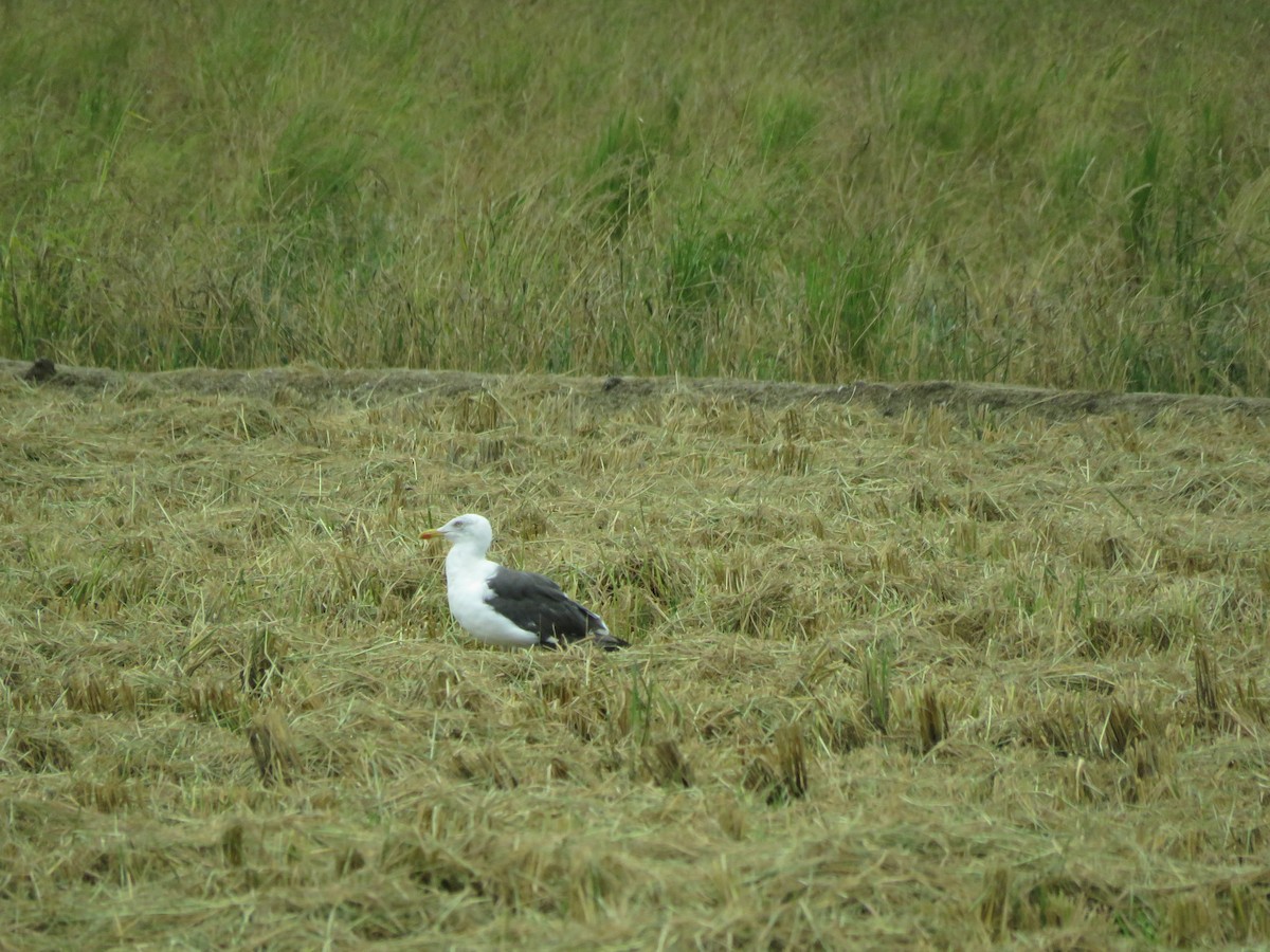 Lesser Black-backed Gull (intermedius) - ML608863383