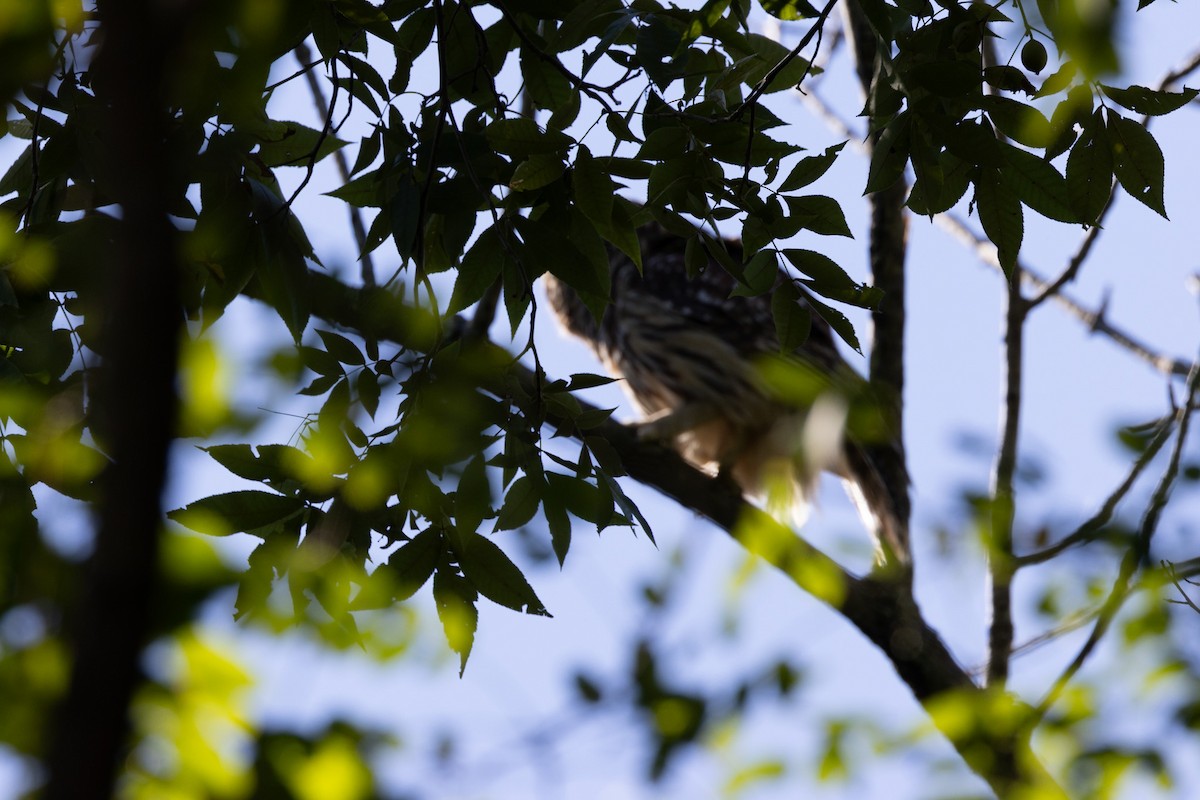 Barred Owl - ML608863481