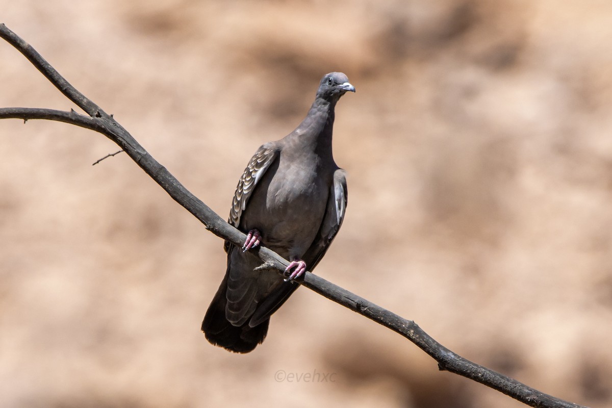Spot-winged Pigeon - ML608863515
