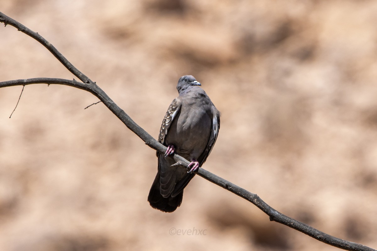 Spot-winged Pigeon - ML608863516