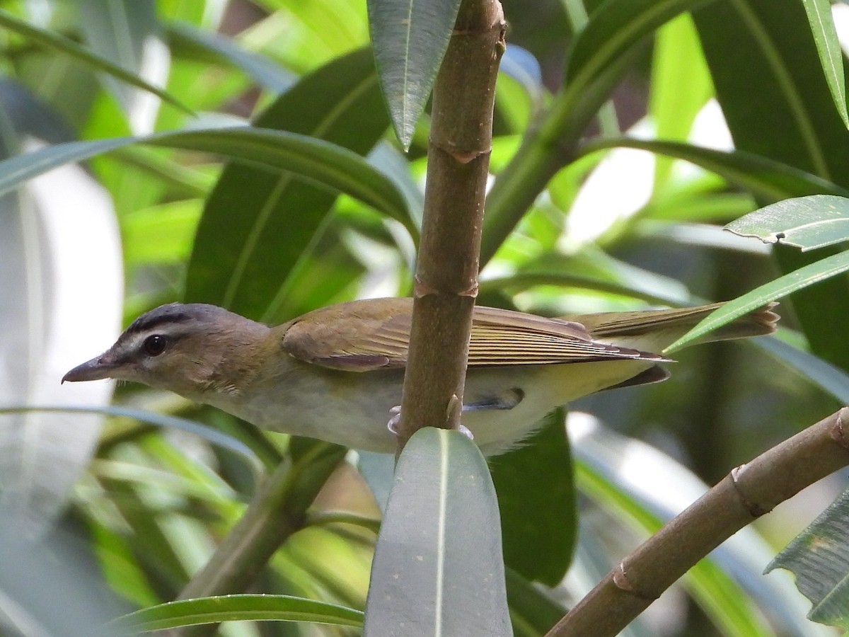 rødøyevireo - ML608863539