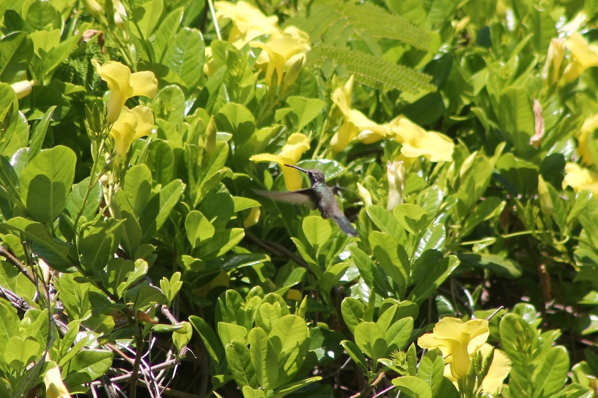 Broad-billed Hummingbird - ML608863621