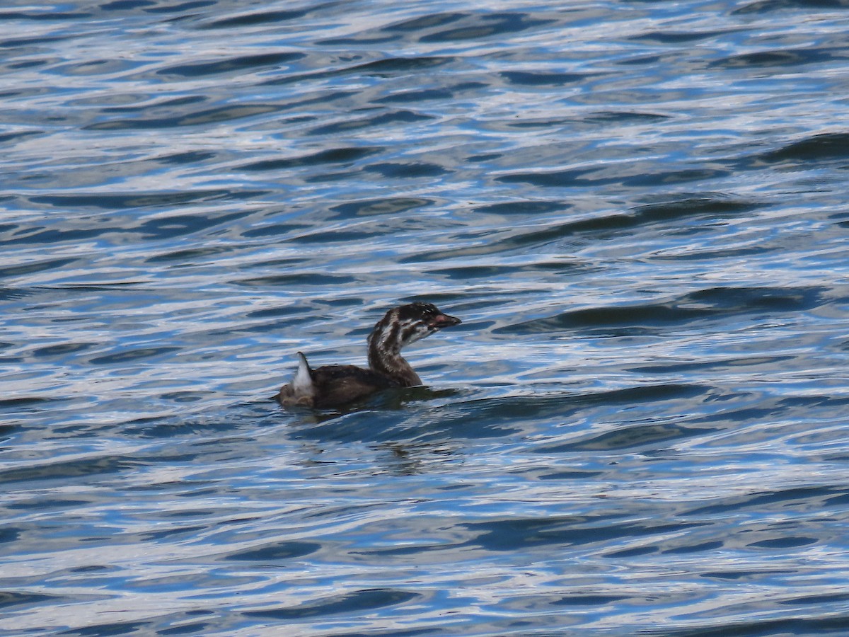 Pied-billed Grebe - ML608863691