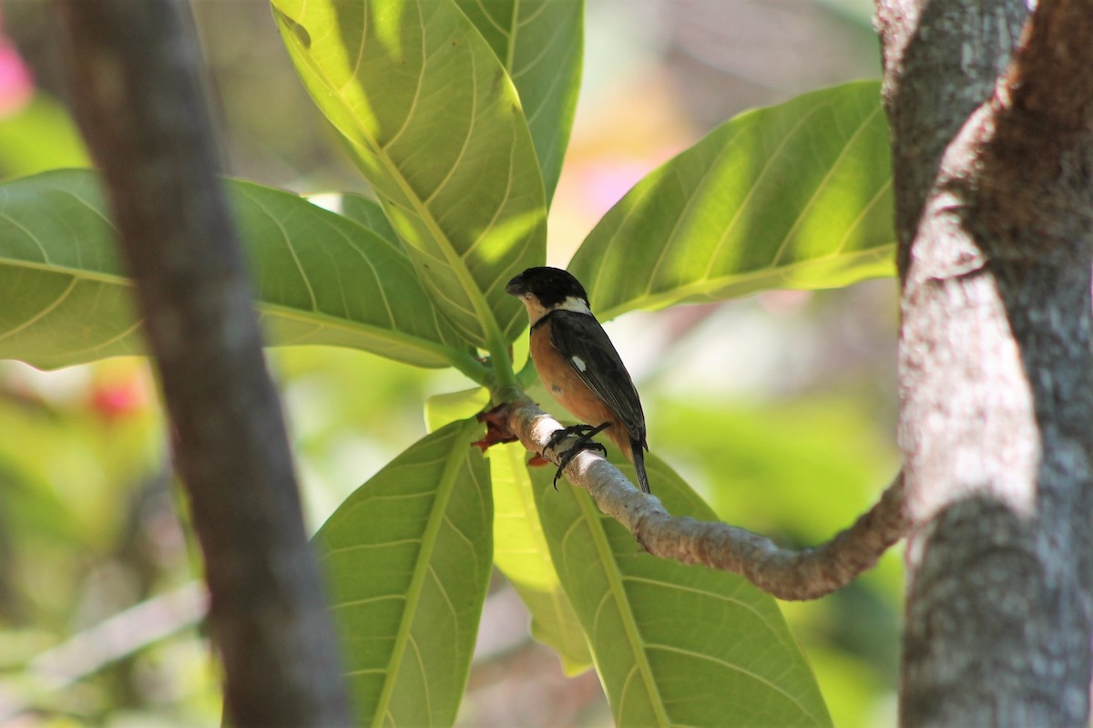 Cinnamon-rumped Seedeater - Andrew Staufer