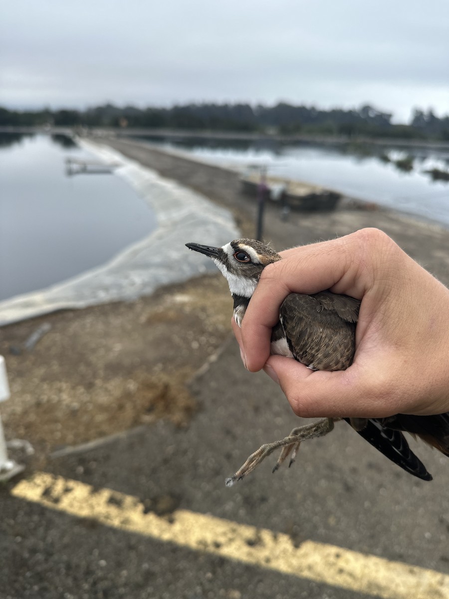 Killdeer - ML608863813