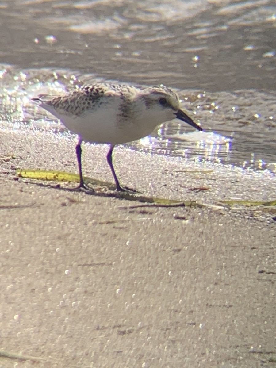 Bécasseau sanderling - ML608863850