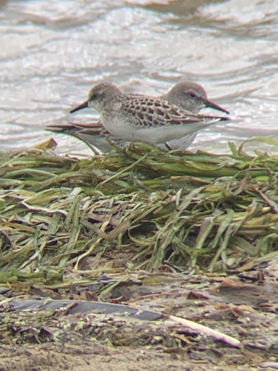 Semipalmated Sandpiper - ML608863887