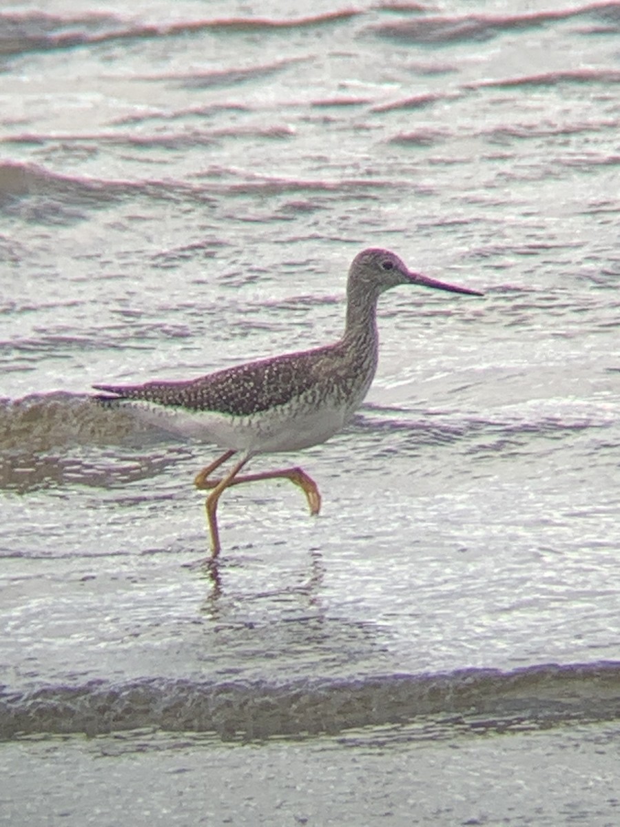 Greater Yellowlegs - ML608863909