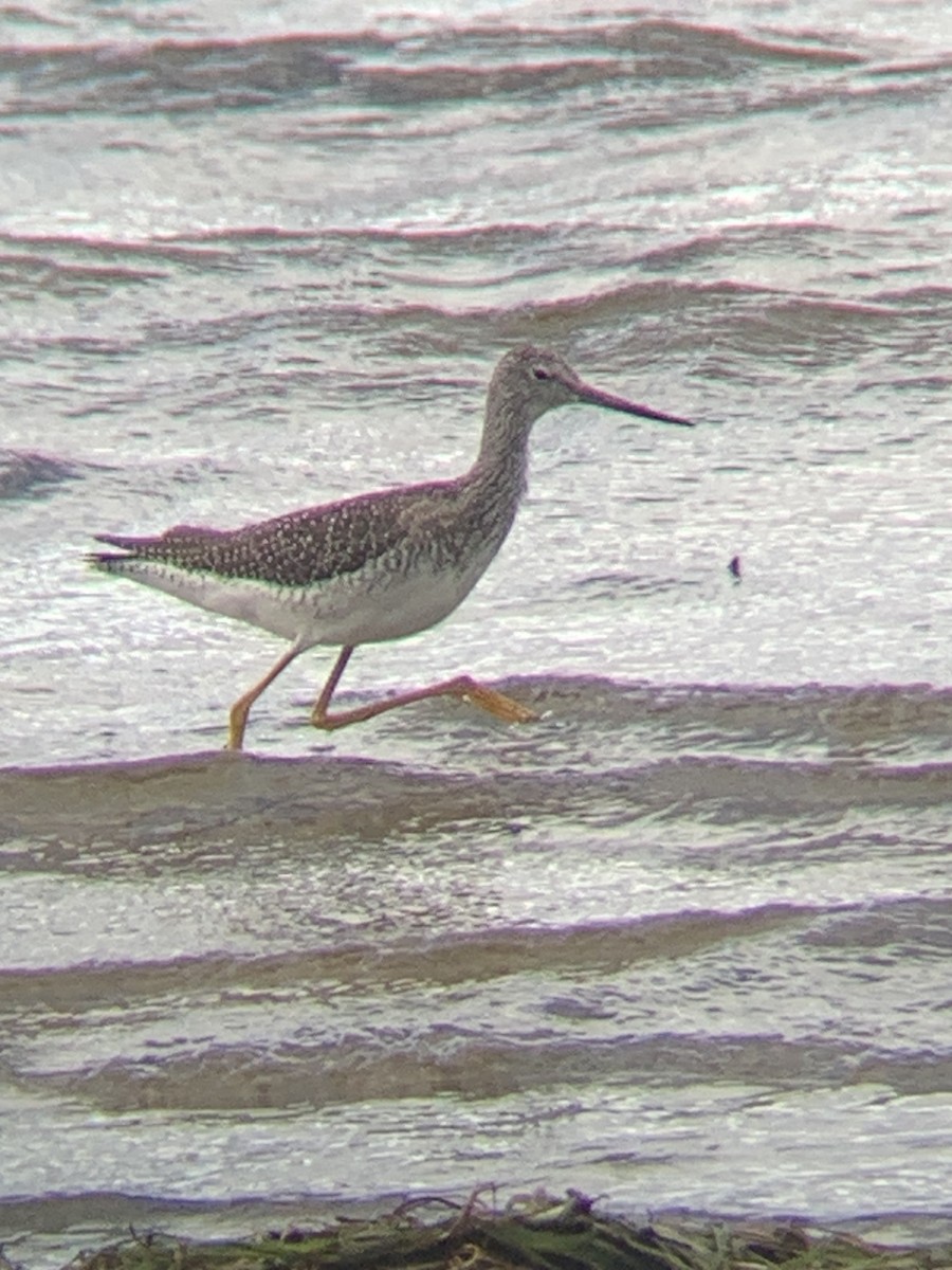 Greater Yellowlegs - ML608863910