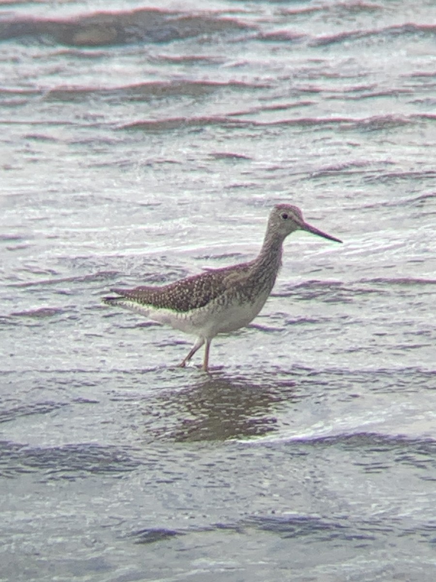 Greater Yellowlegs - Alex Boyer