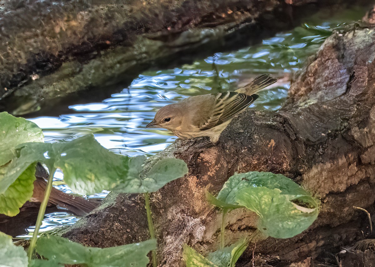 Cape May Warbler - ML608863987