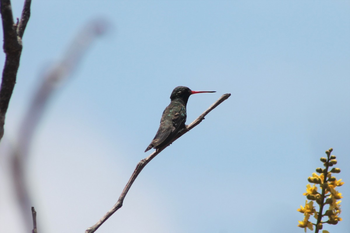 Broad-billed Hummingbird - ML608864023