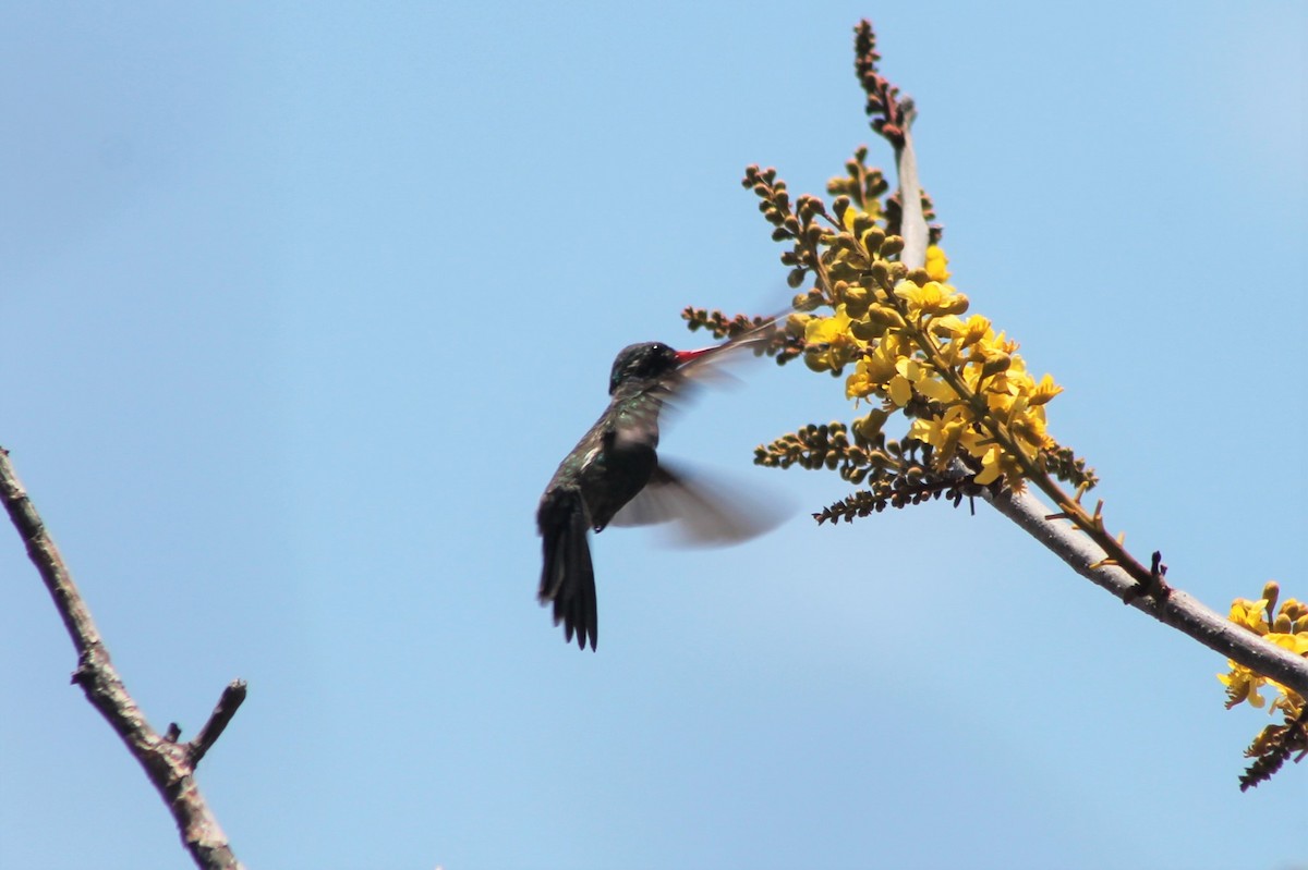 Broad-billed Hummingbird - ML608864024