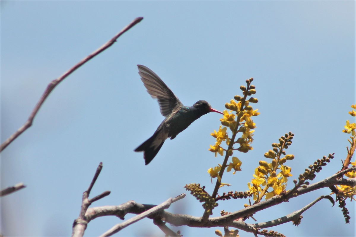 Broad-billed Hummingbird - ML608864025