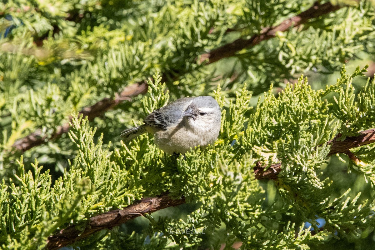 Cinereous Conebill - ML608864066