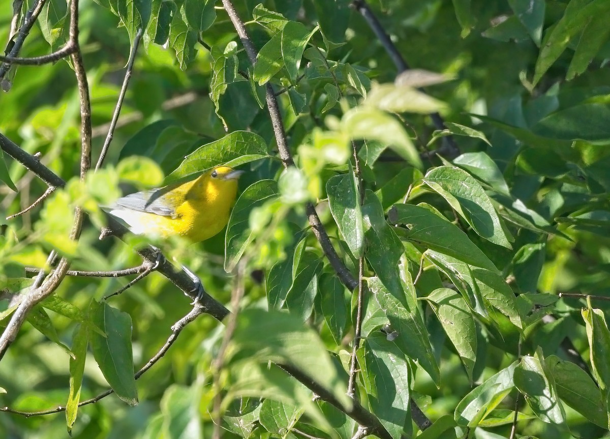 Prothonotary Warbler - Harry and Carol Gornto