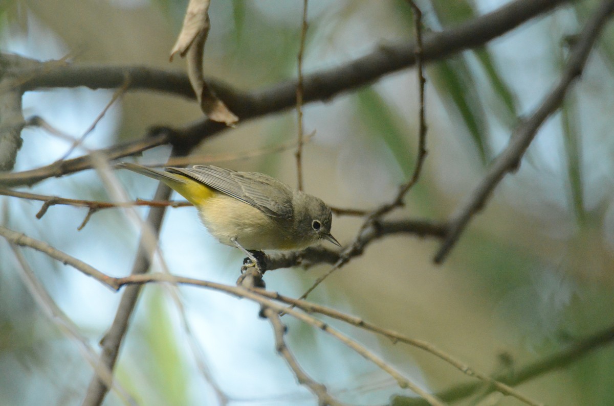 Virginia's Warbler - ML608864334