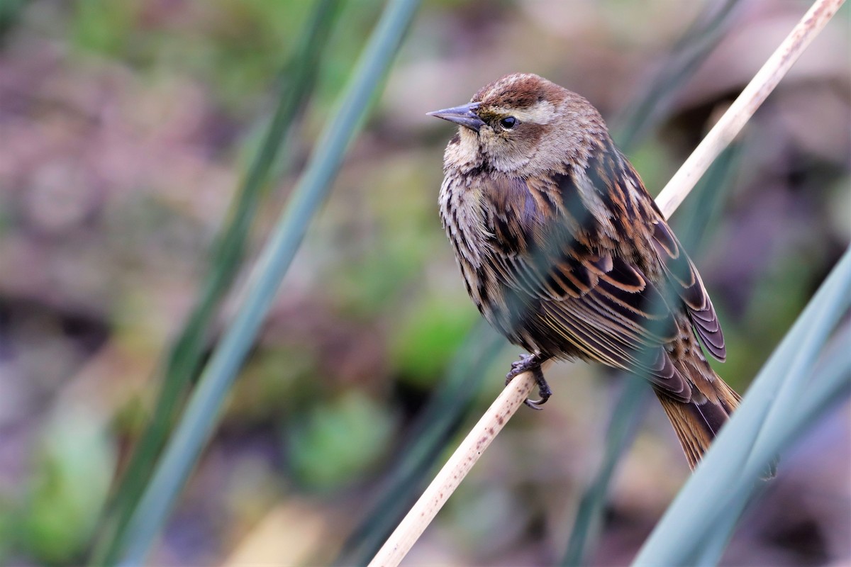 Yellow-winged Blackbird - ML608864391