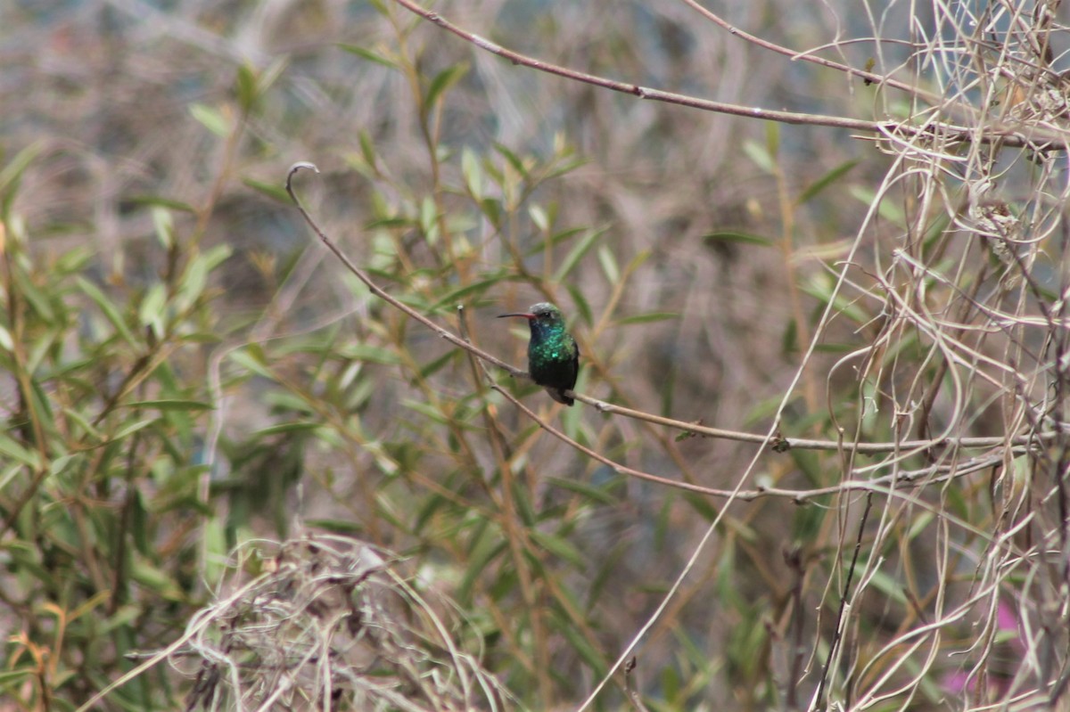 Broad-billed Hummingbird - Andrew Staufer