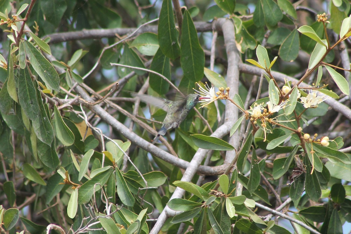 Broad-billed Hummingbird - Andrew Staufer