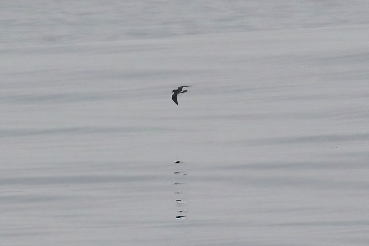 Band-rumped Storm-Petrel - ML608864426