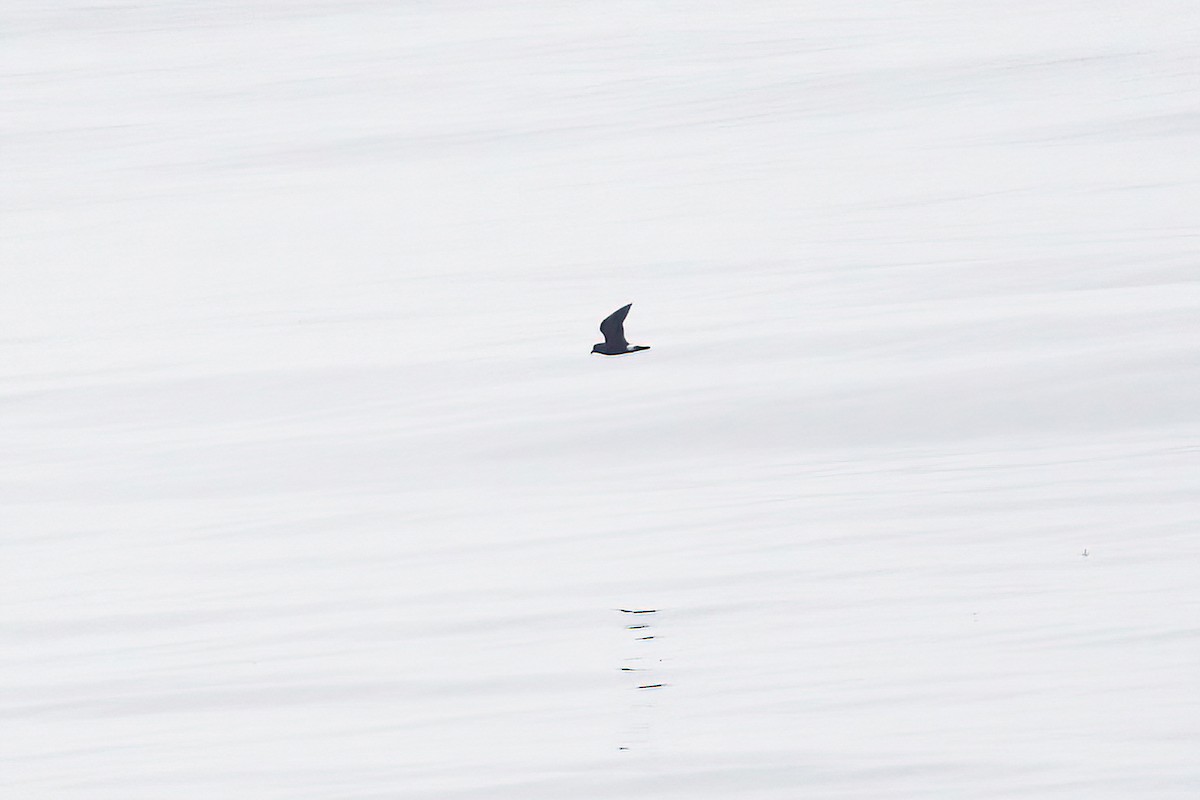 Band-rumped Storm-Petrel - ML608864427