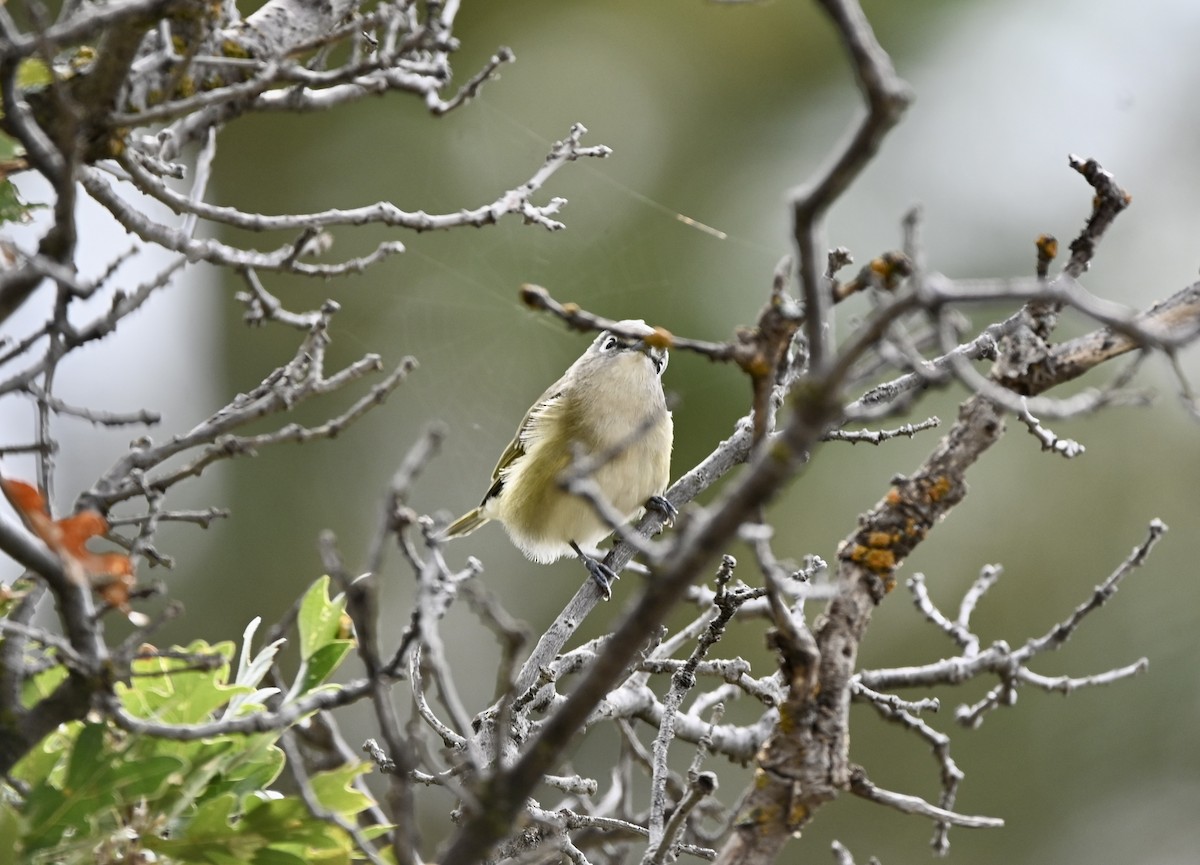 Cassin's Vireo - ML608864459