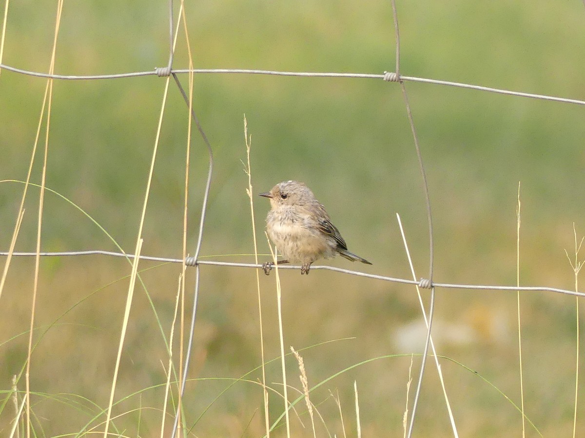 Yellow-rumped Warbler - ML608864701