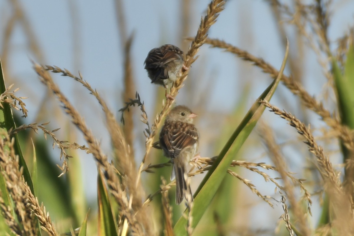 Field Sparrow - ML608864750