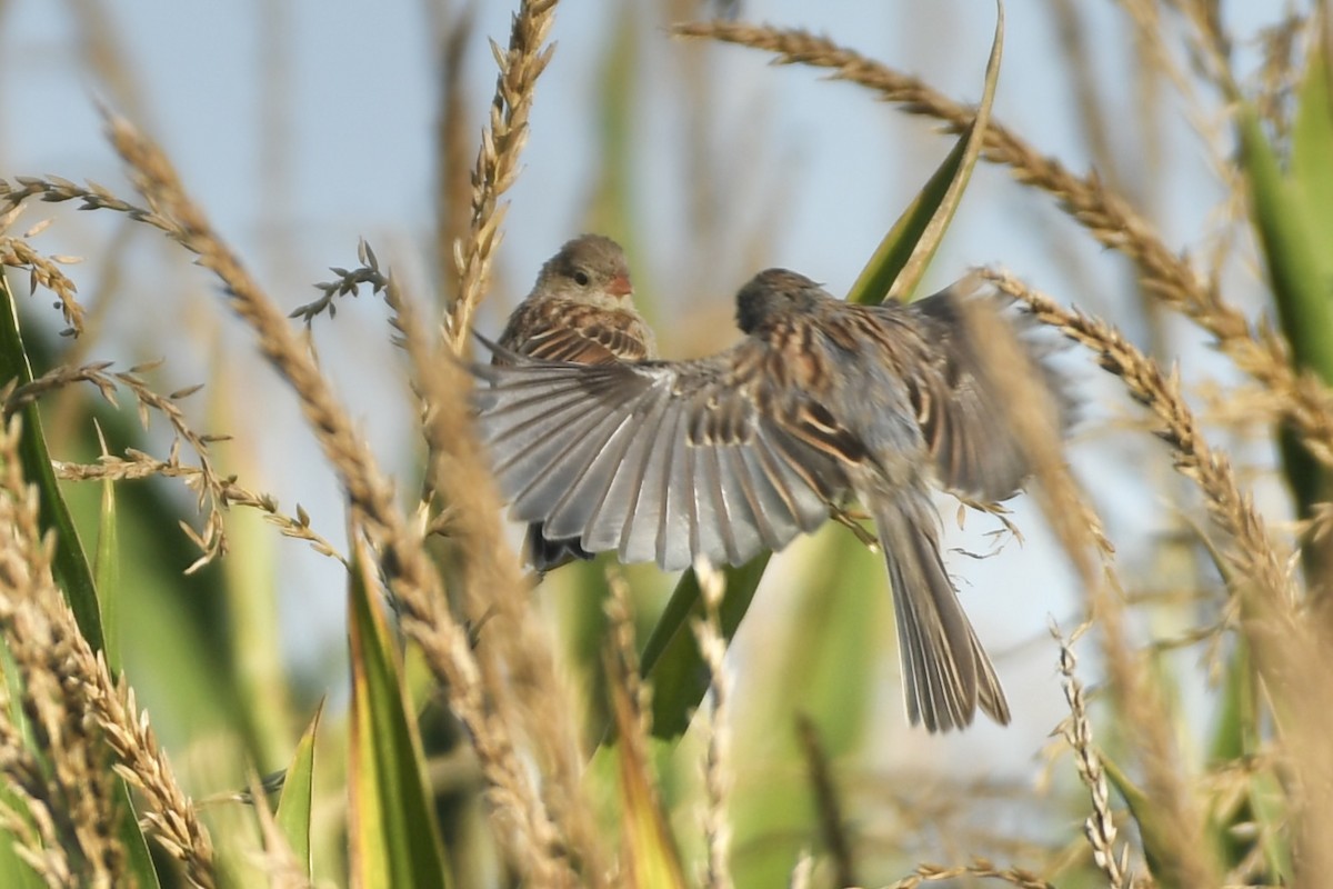 Field Sparrow - ML608864751
