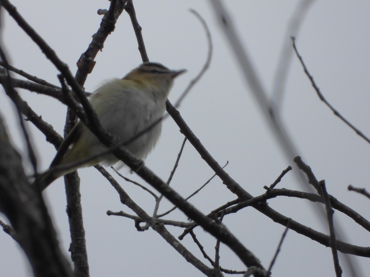 Warbling Vireo - ML608864755