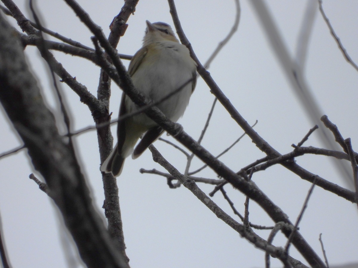 Warbling Vireo - ML608864757