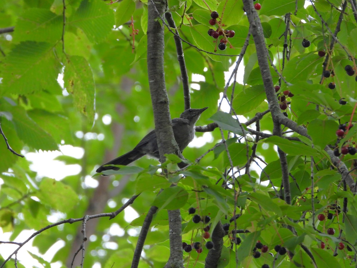 Gray Catbird - ML608864807