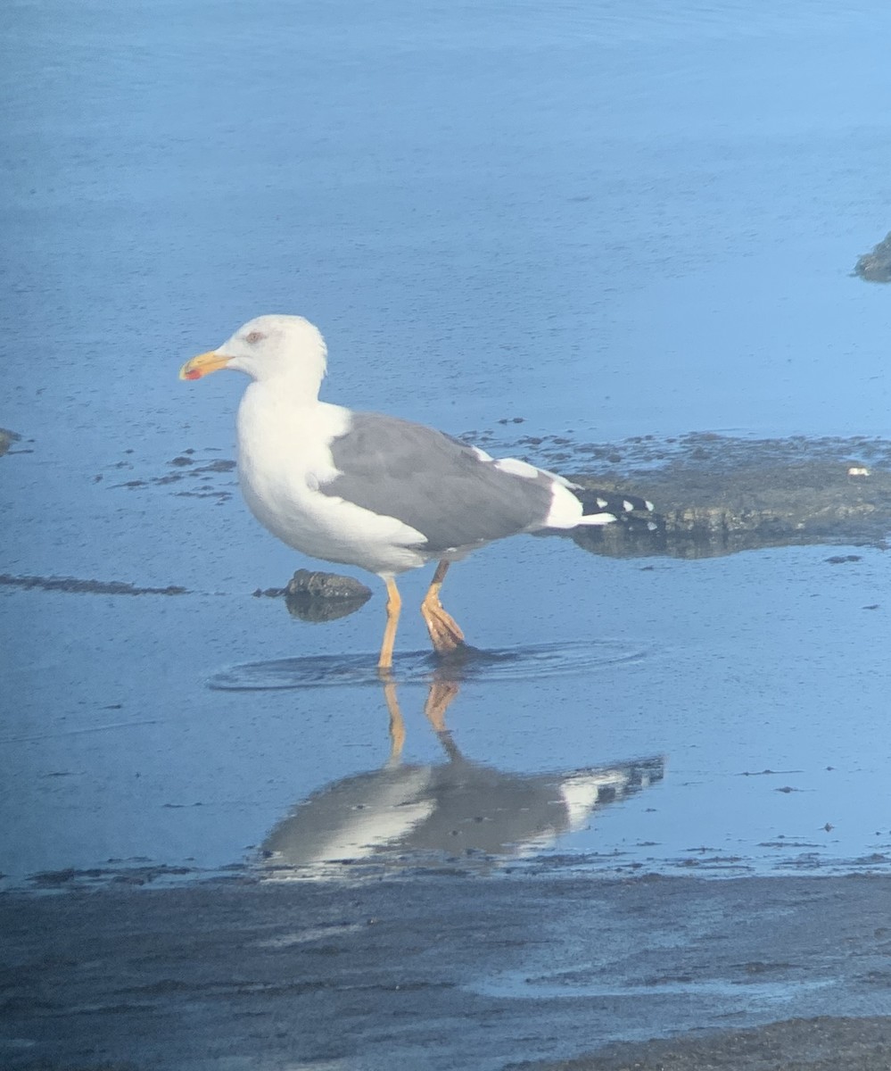 Yellow-footed Gull - ML608864820
