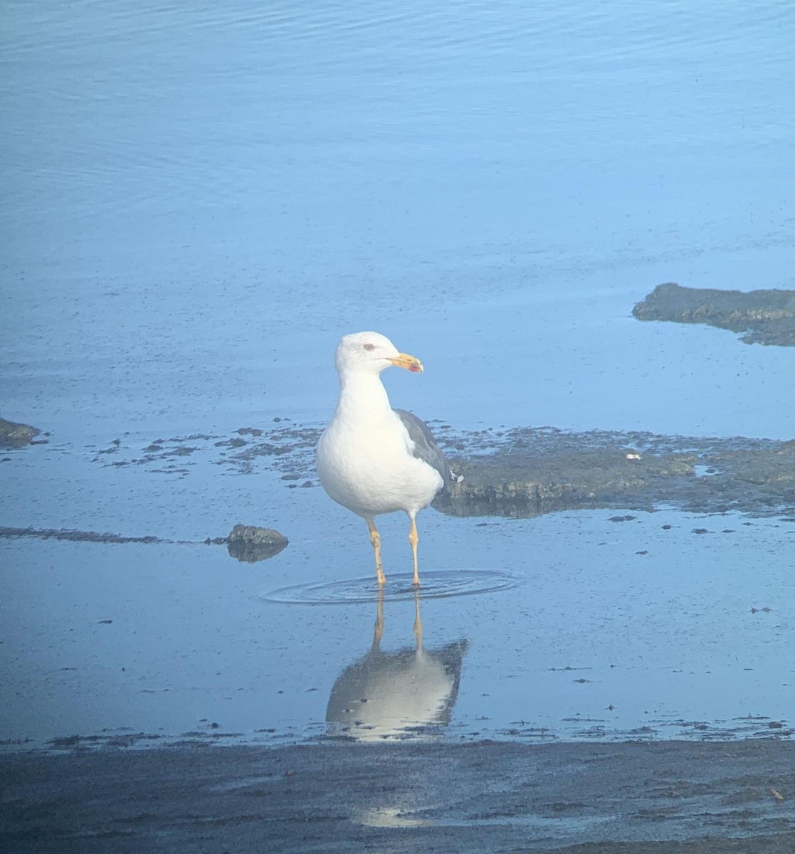 Yellow-footed Gull - ML608864822